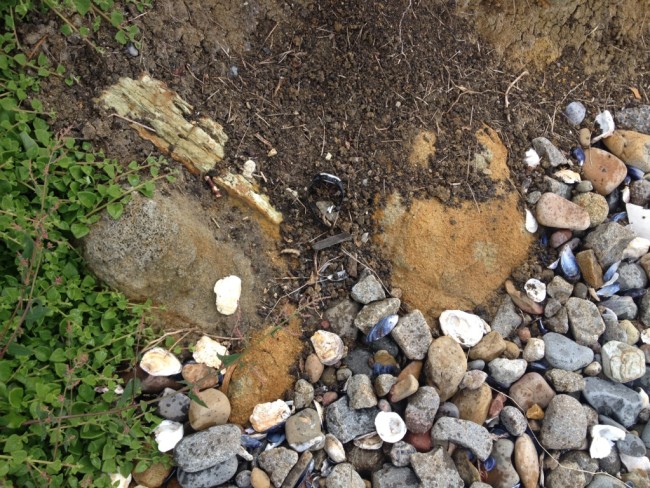 Extremely spheroidally weathered dolerite boulders, and an indurated Permian? sandstone/siltstone clast, all embedded in the same orange doleritic-textured matrix