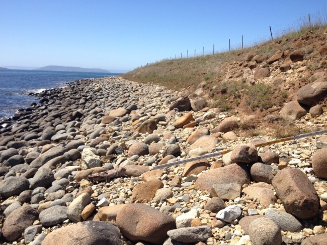 Looking east from Kellys Point, past the Tertiary? conglomerate at right, with sandstone and siltstone clasts on the foreshore. A 2.5m long staff is placed in the foreground for scale.