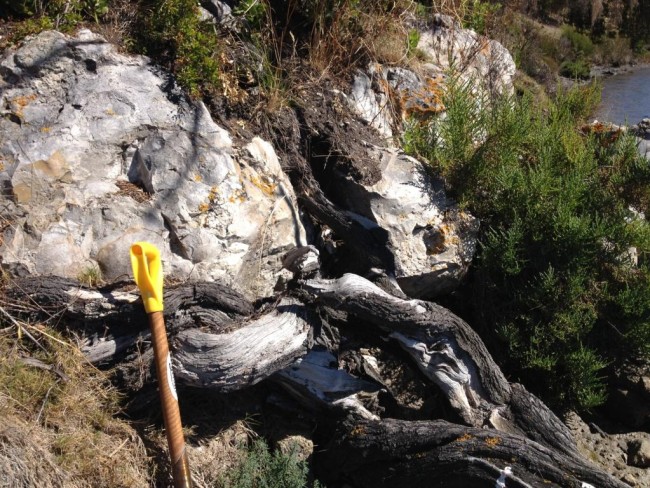 Very hard and flinty chert in one of Hobart’s eastern suburbs. The rock shows clear signs of scalloping and chipping.