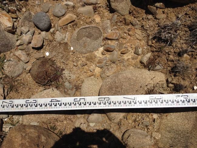 Detail of the (possibly) Tertiary conglomerate on Kellys Point, Bruny Island. A staff with values in decimetres is placed on the ground for scale.