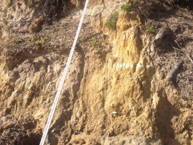 The vertical face of a 5m high actively eroding soft shoreline