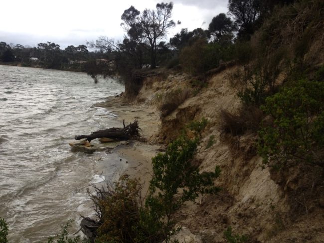 An actively eroding, soft shoreline at Dodges Ferry in southeastern Tasmania